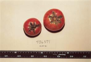 Click for 1 image(s) for this accession. FRUIT
